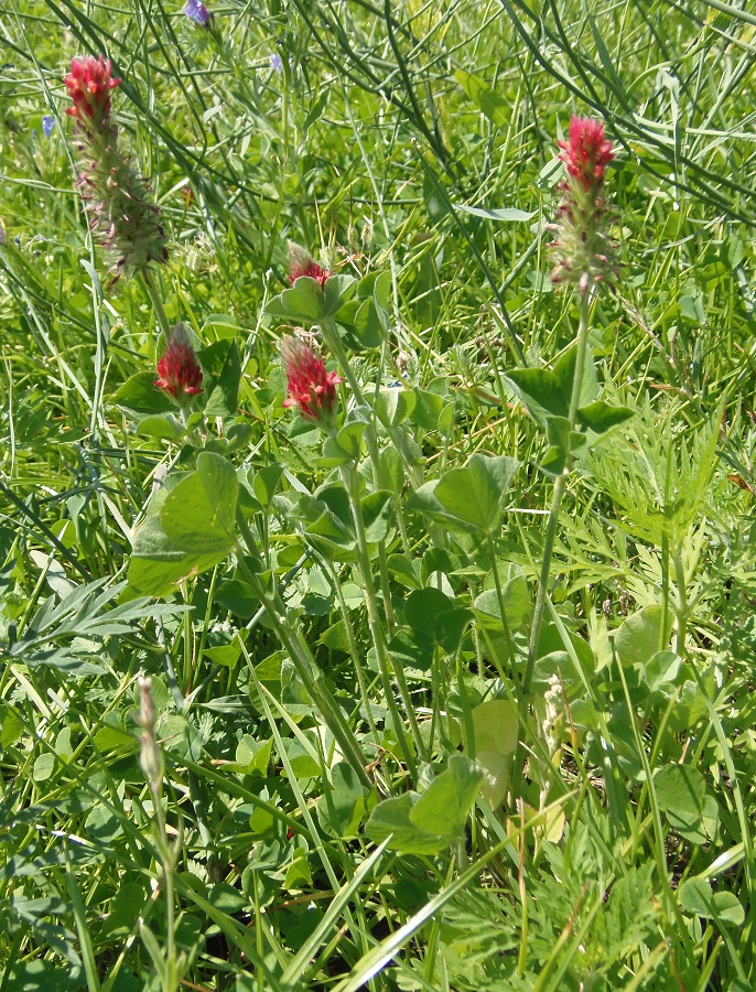 Изображение особи Trifolium incarnatum.