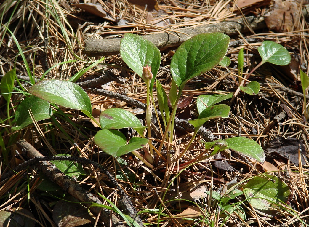 Image of Pyrola incarnata specimen.