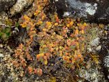 Dracocephalum palmatum