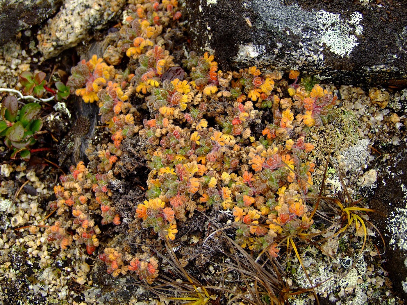 Image of Dracocephalum palmatum specimen.