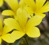 Linum elegans