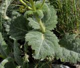Salvia argentea