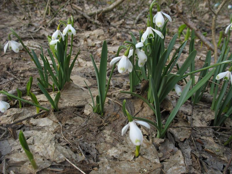 Image of Galanthus caucasicus specimen.