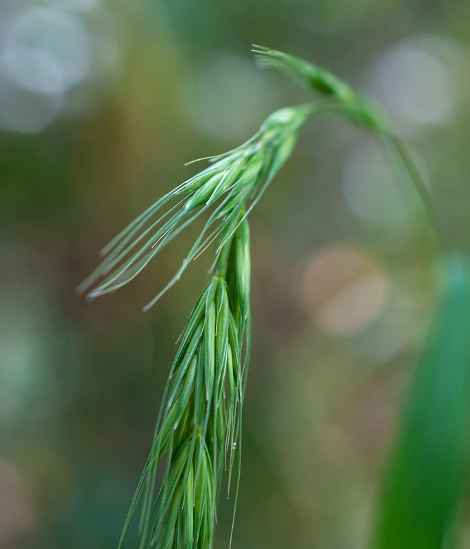 Изображение особи Elymus sibiricus.