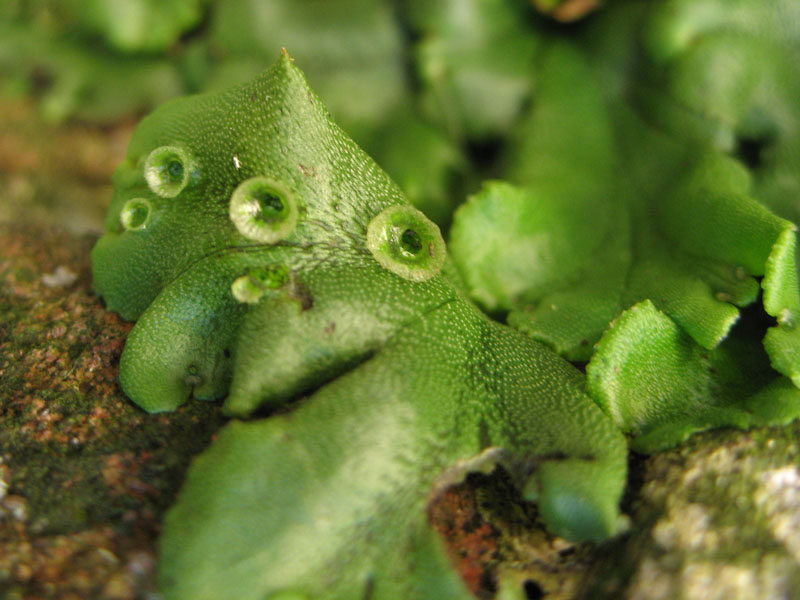 Image of Marchantia polymorpha specimen.
