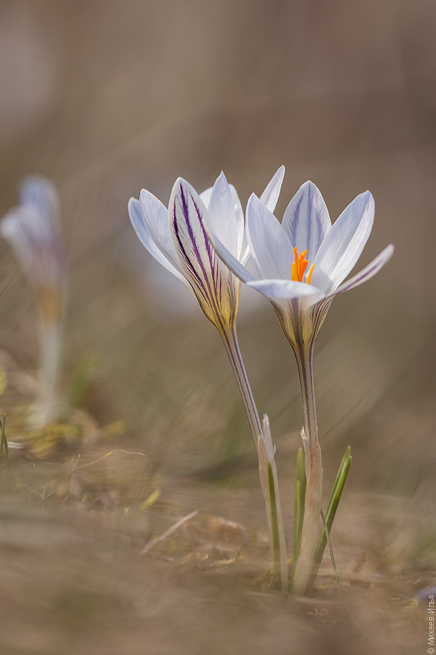 Изображение особи Crocus reticulatus.