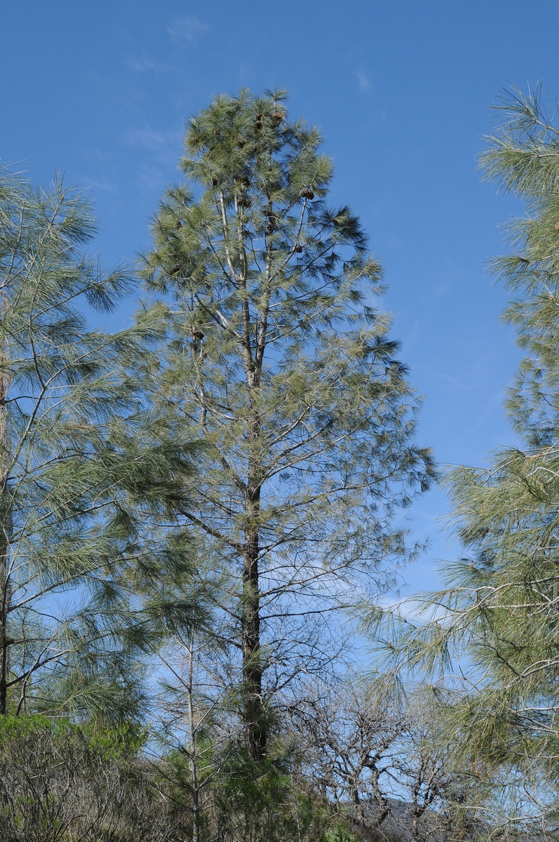 Изображение особи Pinus sabiniana.