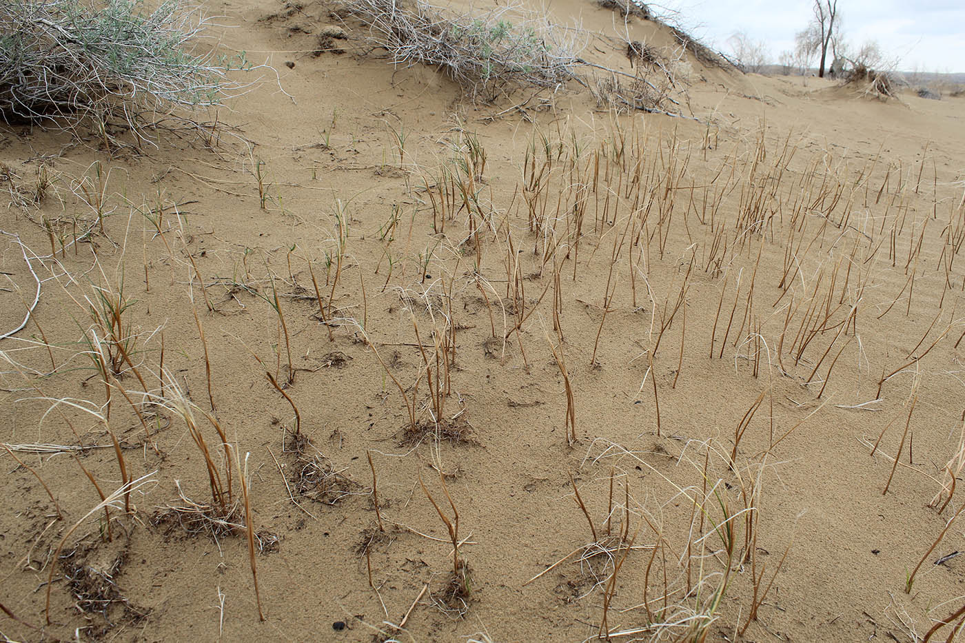 Изображение особи Carex physodes.