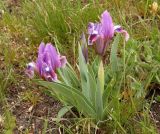 Iris pumila