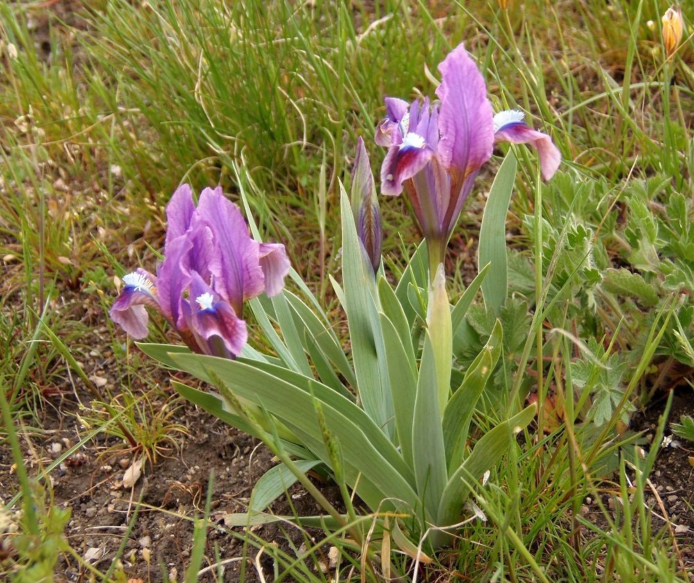 Изображение особи Iris pumila.