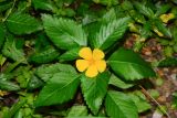 Turnera ulmifolia