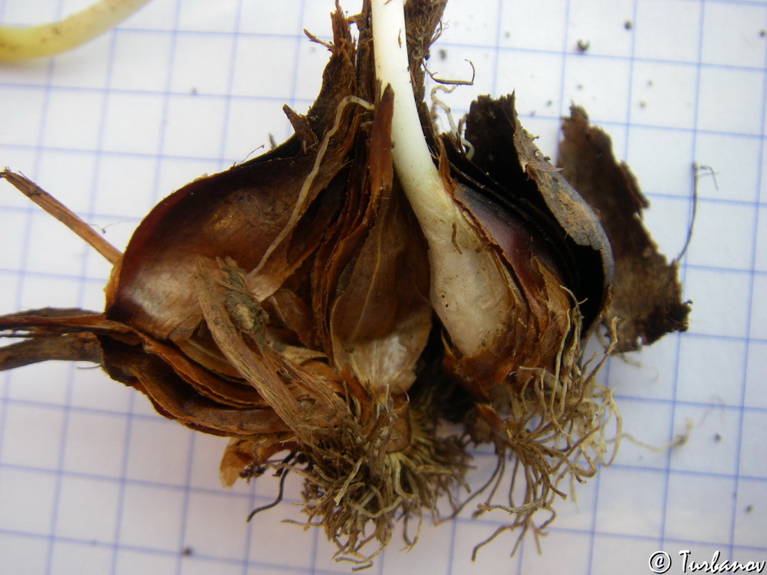 Image of Tulipa sylvestris specimen.