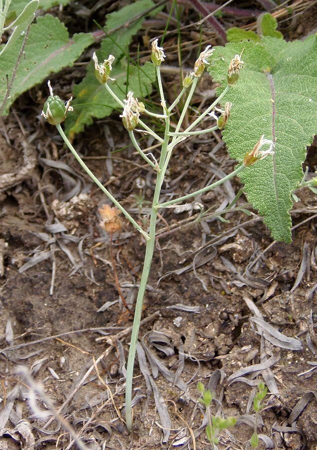 Image of Ornithogalum kochii specimen.