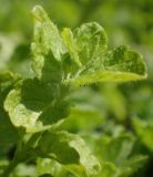 Veronica filiformis. Верхушка вегетирующего побега. Москва, Воронцовский парк, лужайка в дубовой роще. 15.05.2017.
