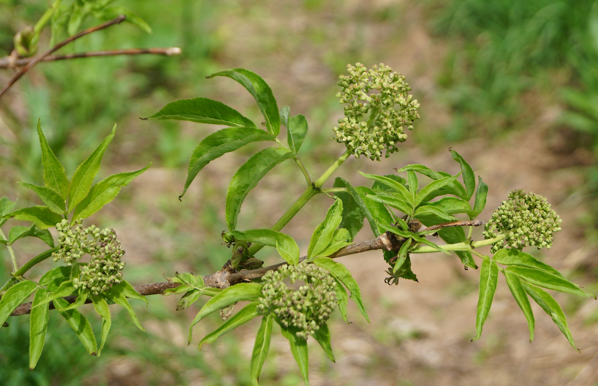 Изображение особи Sambucus sibirica.