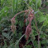 Silene nutans