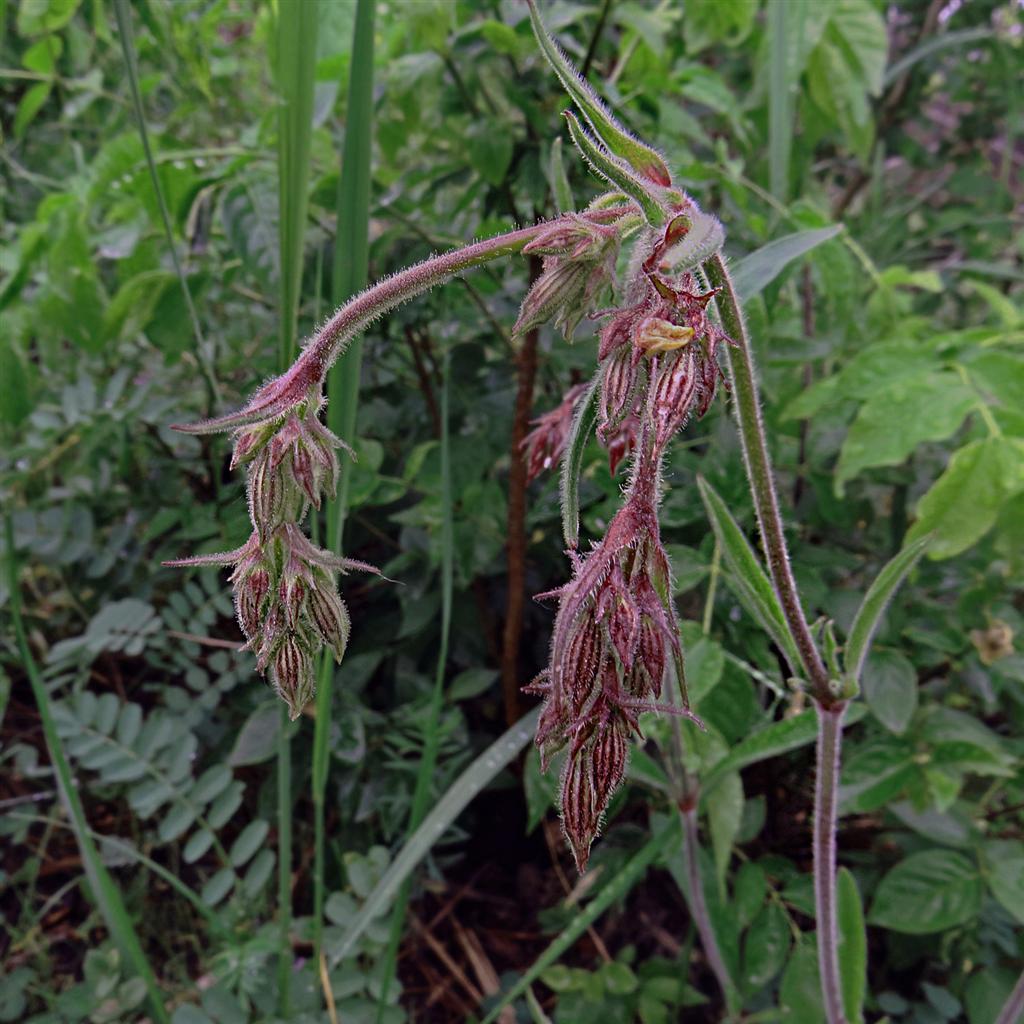 Image of Silene nutans specimen.