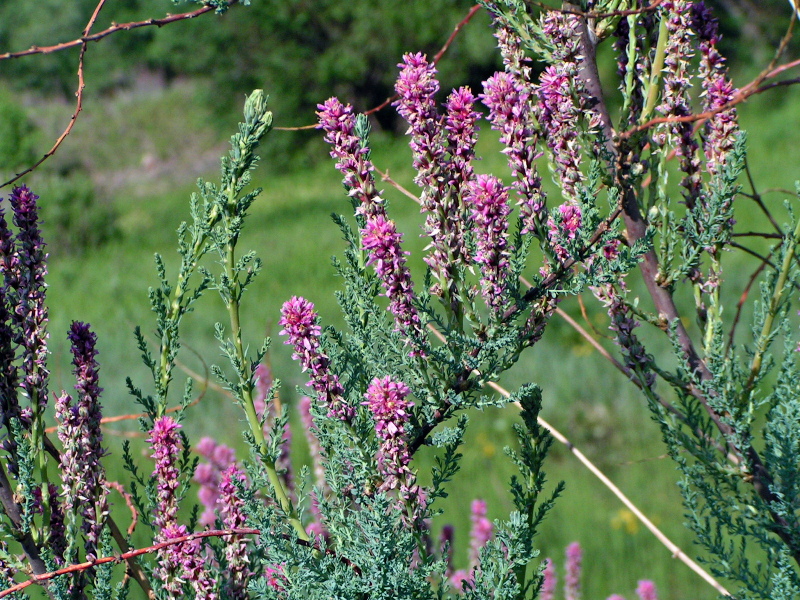 Изображение особи Myricaria bracteata.