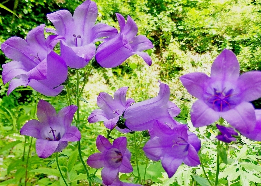 Image of Campanula komarovii specimen.