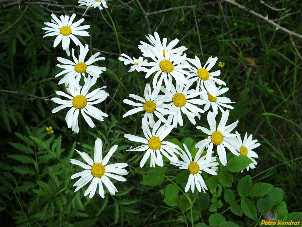 Изображение особи Pyrethrum clusii.