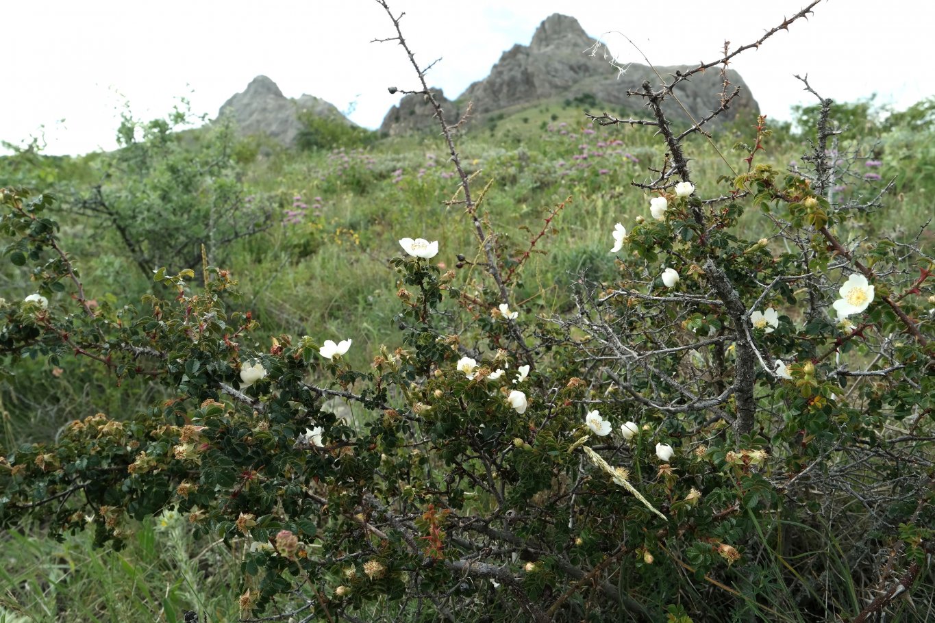 Image of genus Rosa specimen.