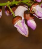 Pongamia pinnata