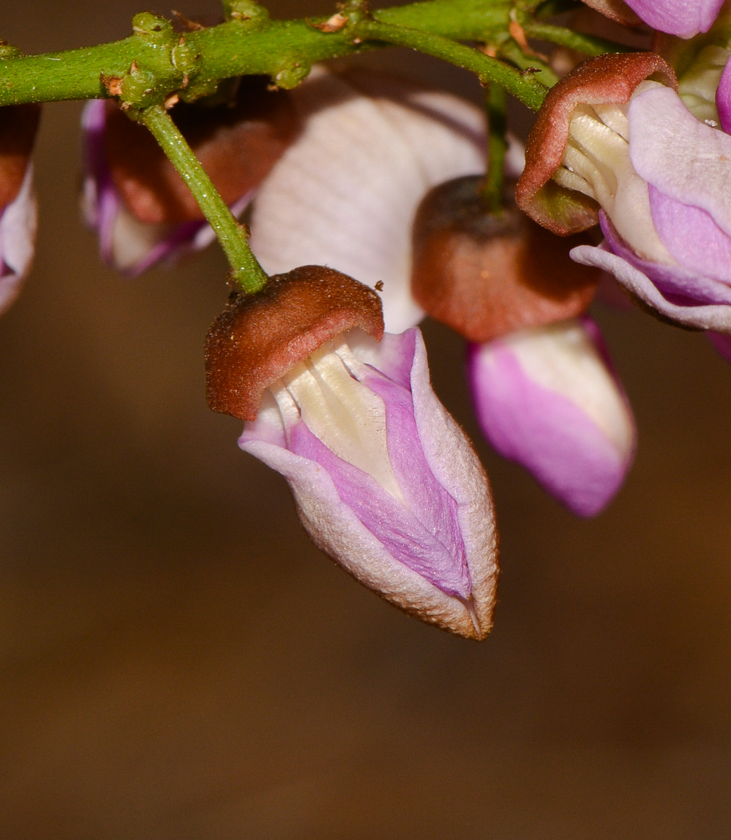 Image of Pongamia pinnata specimen.
