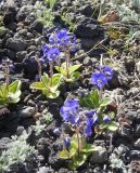 Veronica grandiflora