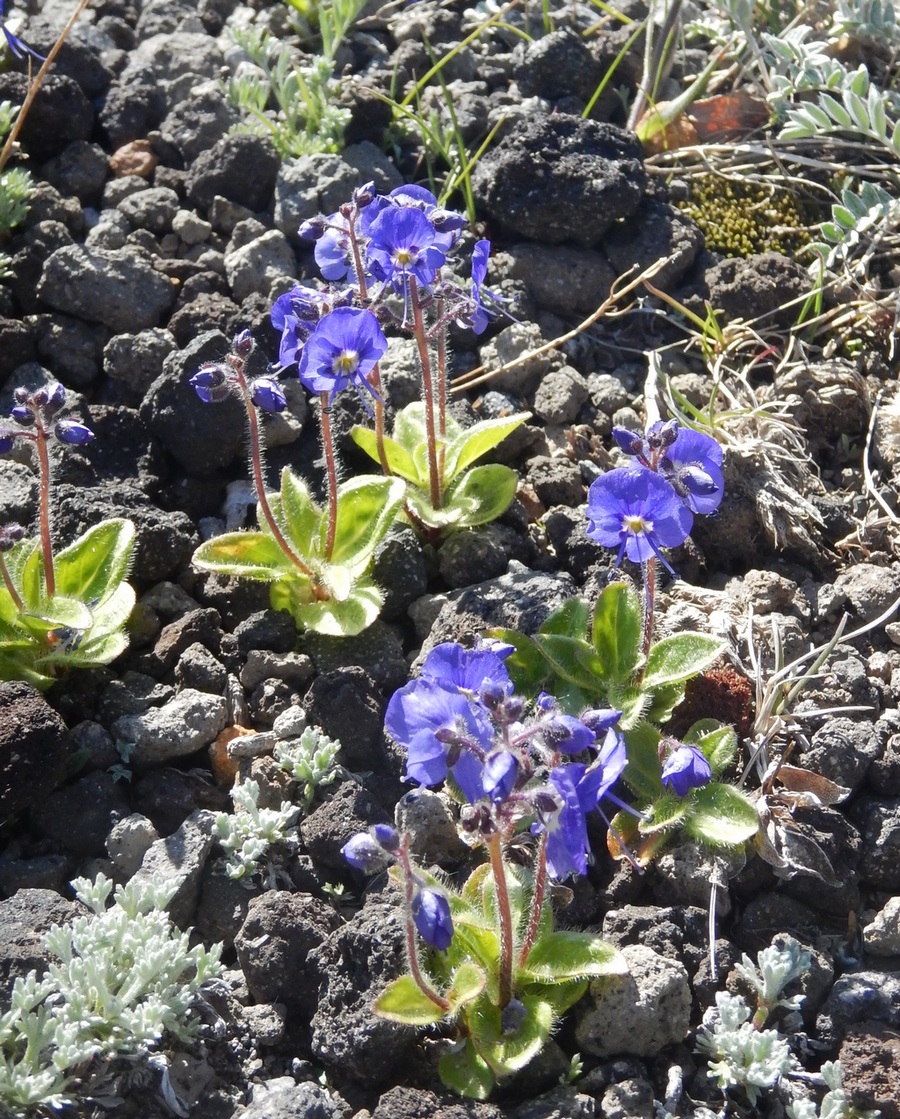 Image of Veronica grandiflora specimen.