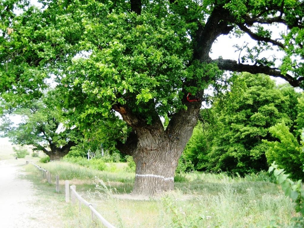 Изображение особи Quercus robur.