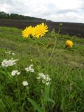 Sonchus arvensis ssp. uliginosus