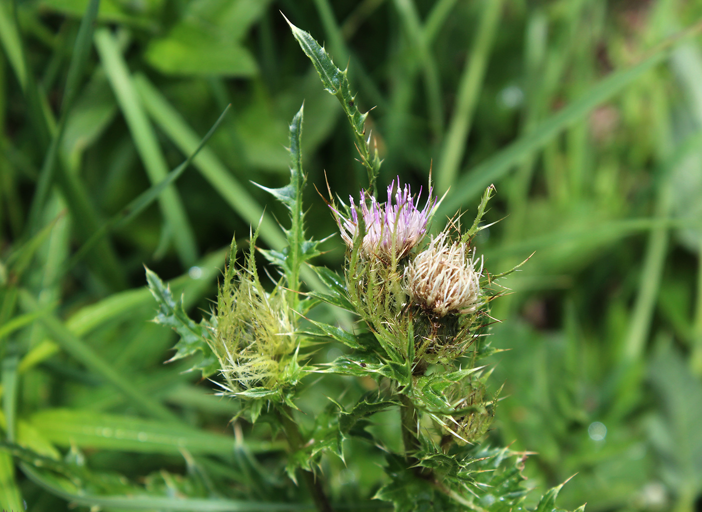 Изображение особи Cirsium obvallatum.