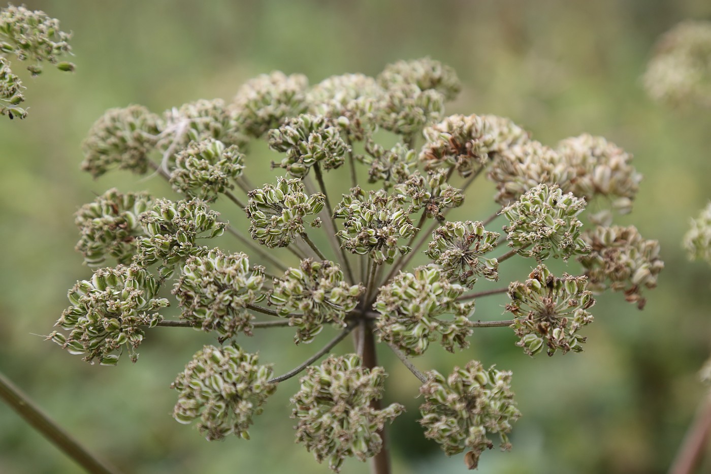 Image of Angelica sylvestris specimen.
