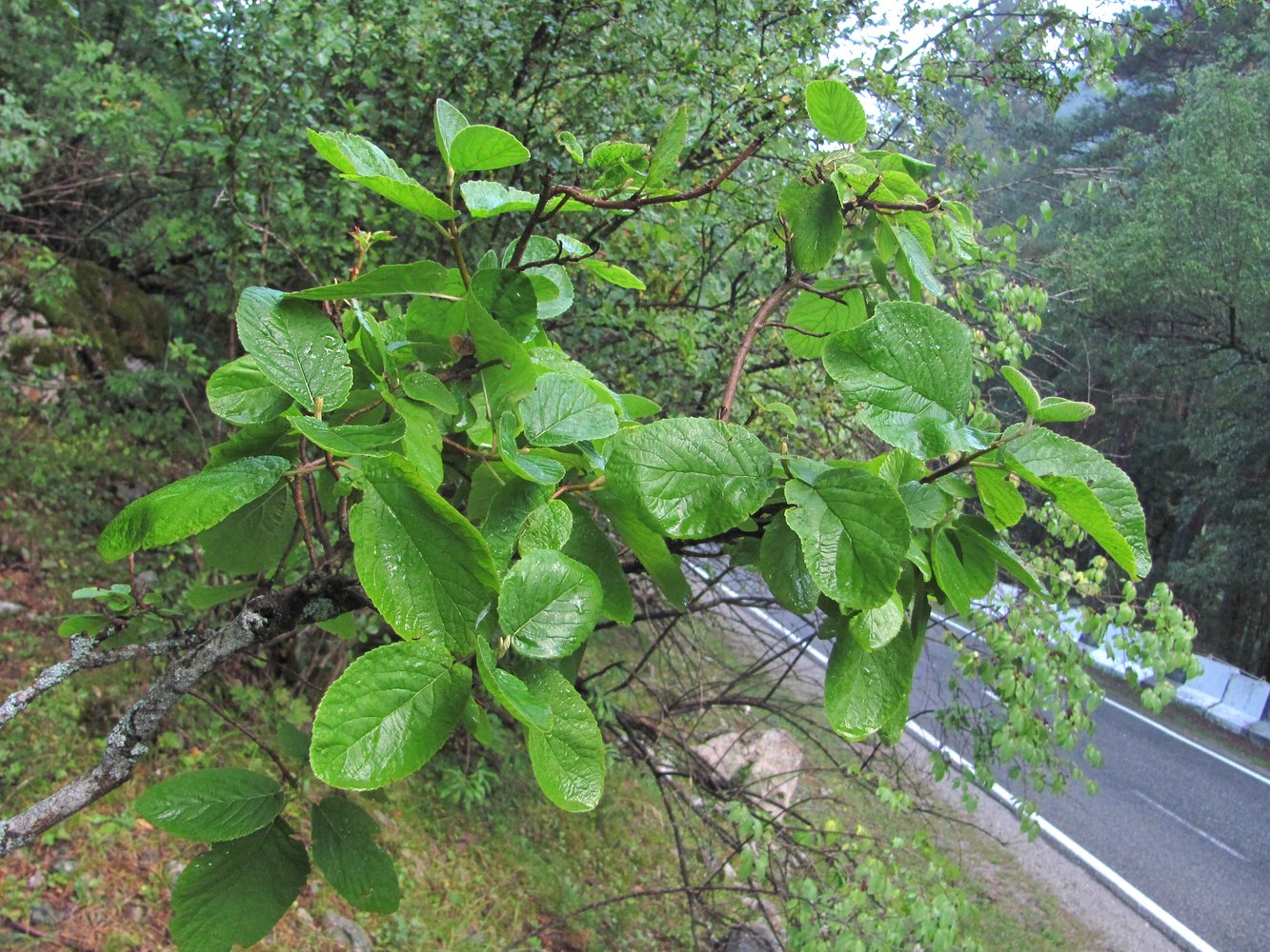 Изображение особи Viburnum lantana.