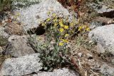 Senecio renardii