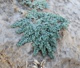 Euphorbia turcomanica