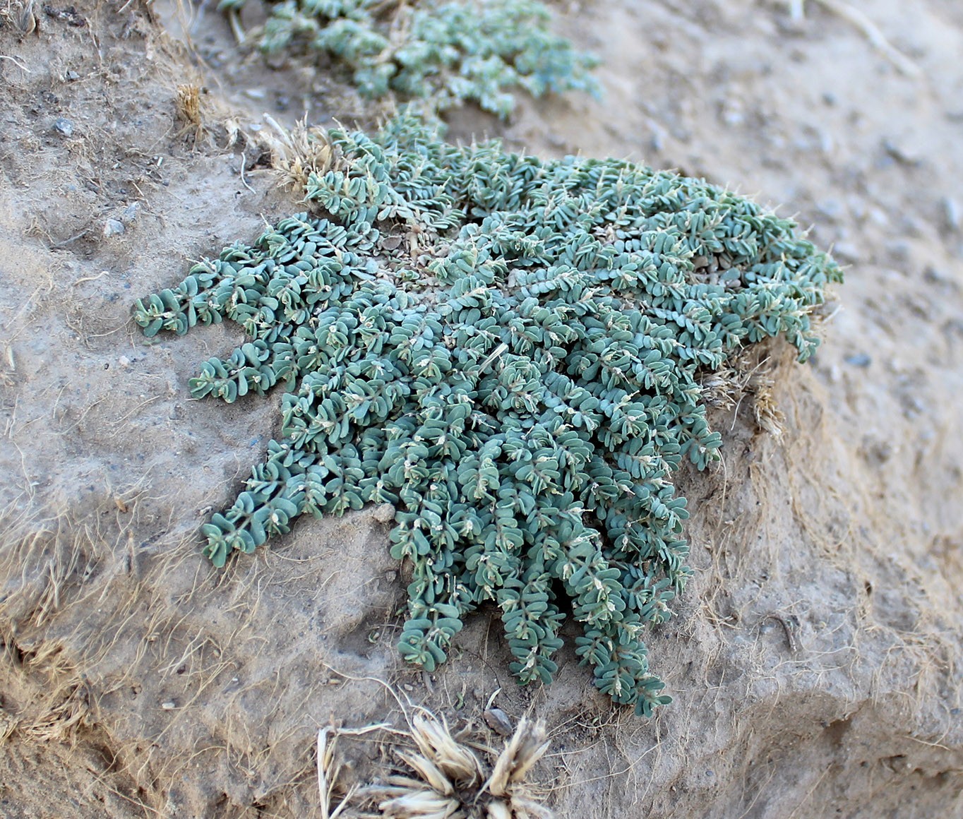 Изображение особи Euphorbia turcomanica.