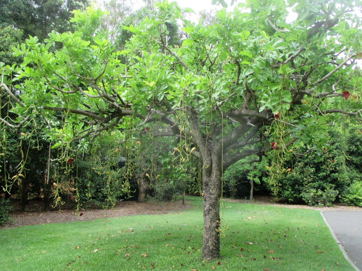 Изображение особи Kigelia pinnata.