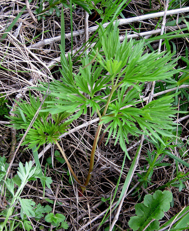 Image of Paeonia tenuifolia specimen.