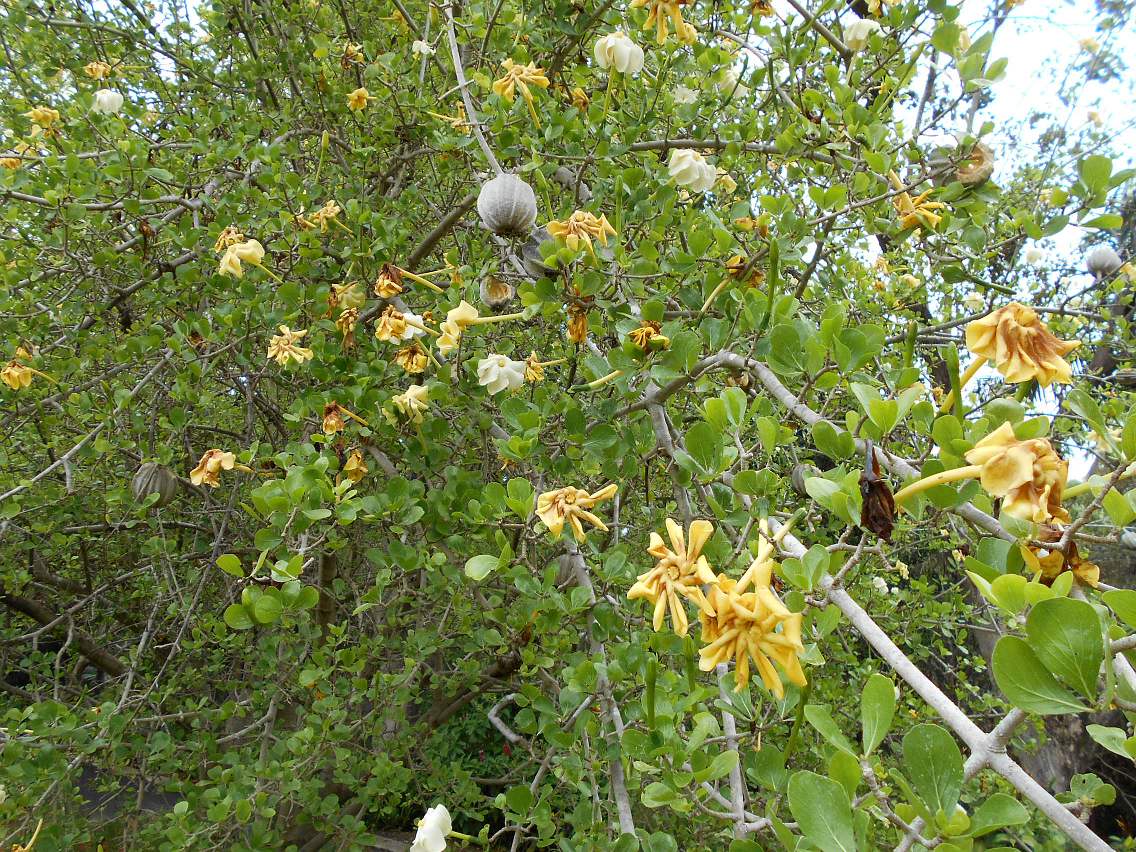 Image of Gardenia volkensii ssp. spathulifolia specimen.