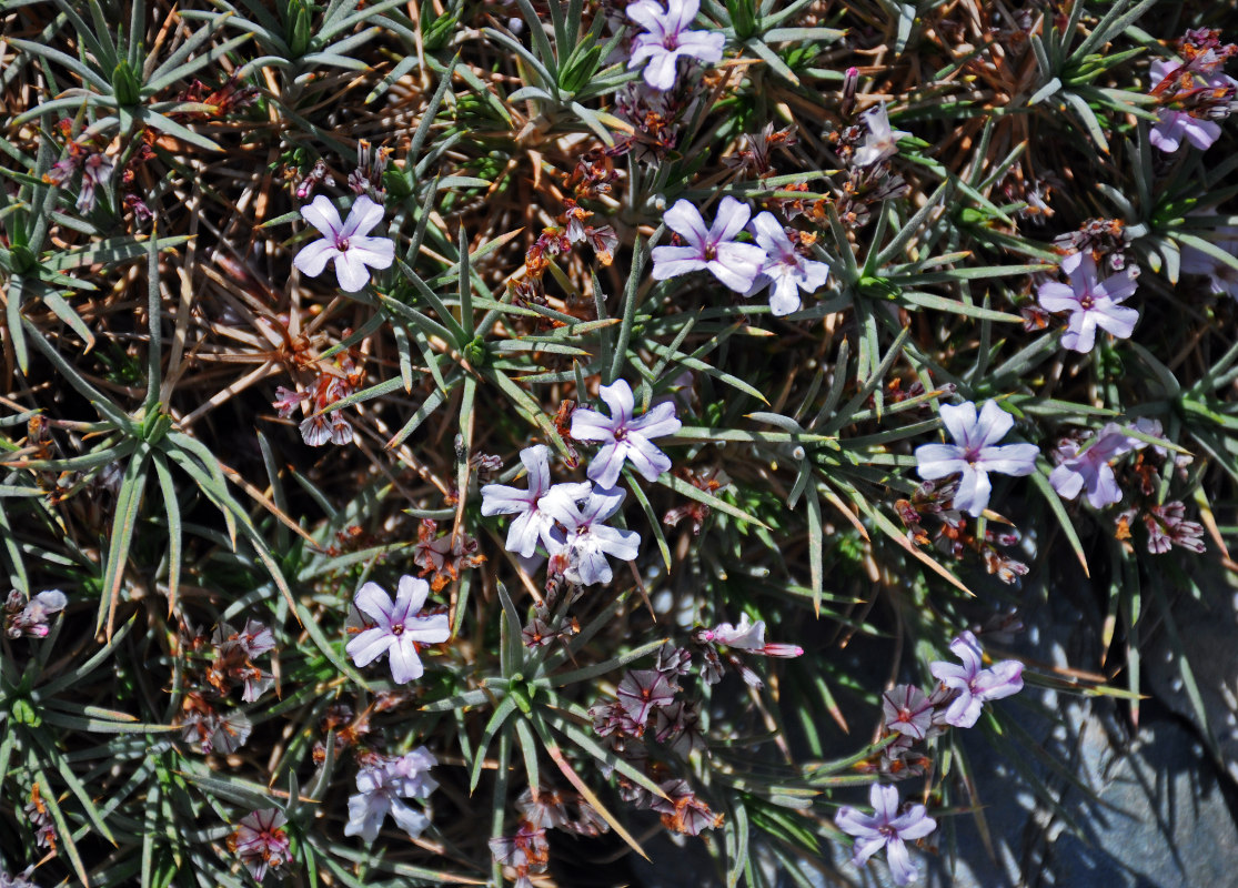 Image of genus Acantholimon specimen.