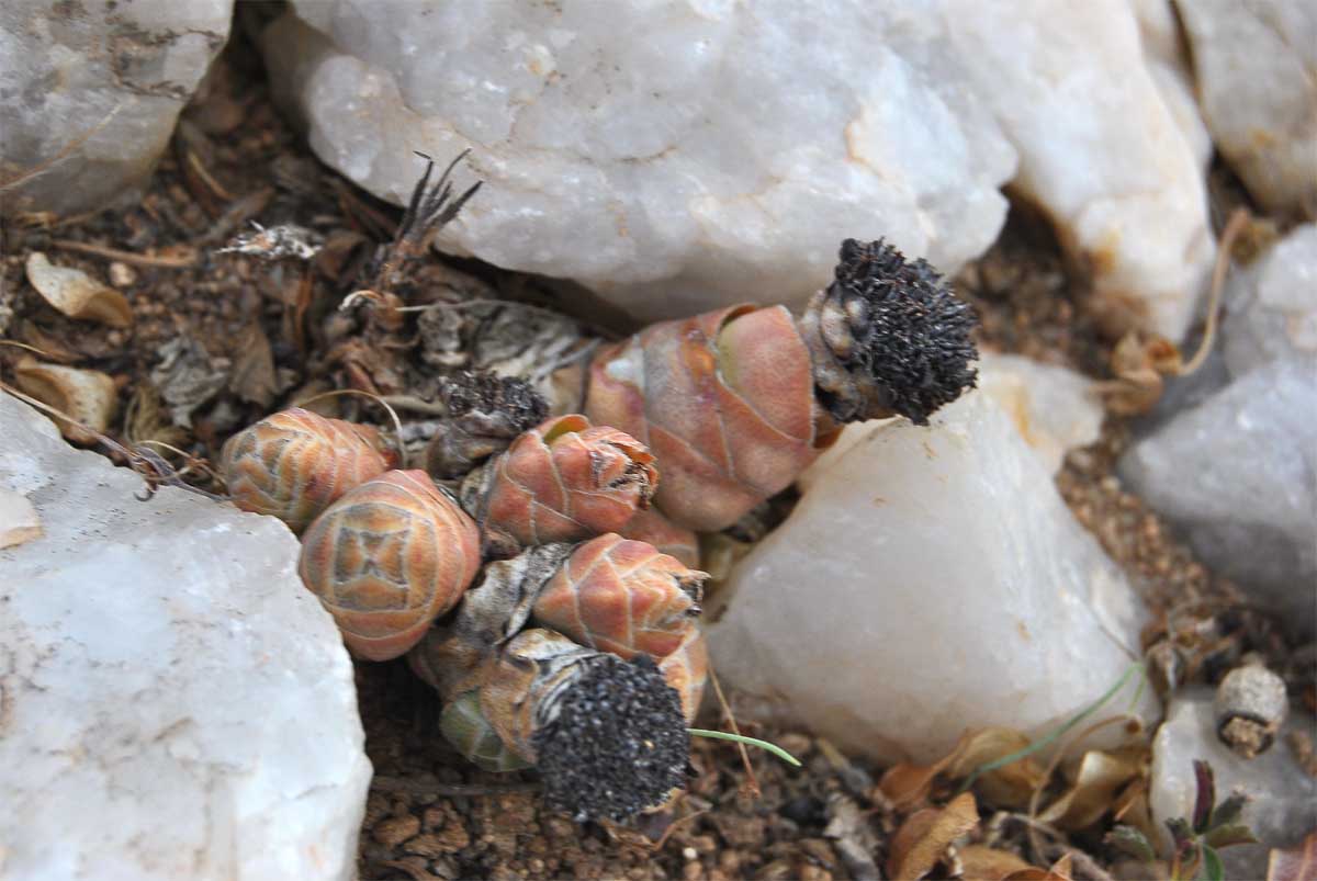 Image of Crassula barklyi specimen.