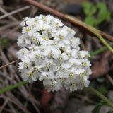 род Achillea. Соцветие. Сахалинская обл., о. Итуруп, окр. с. Горное. 08.08.2017.