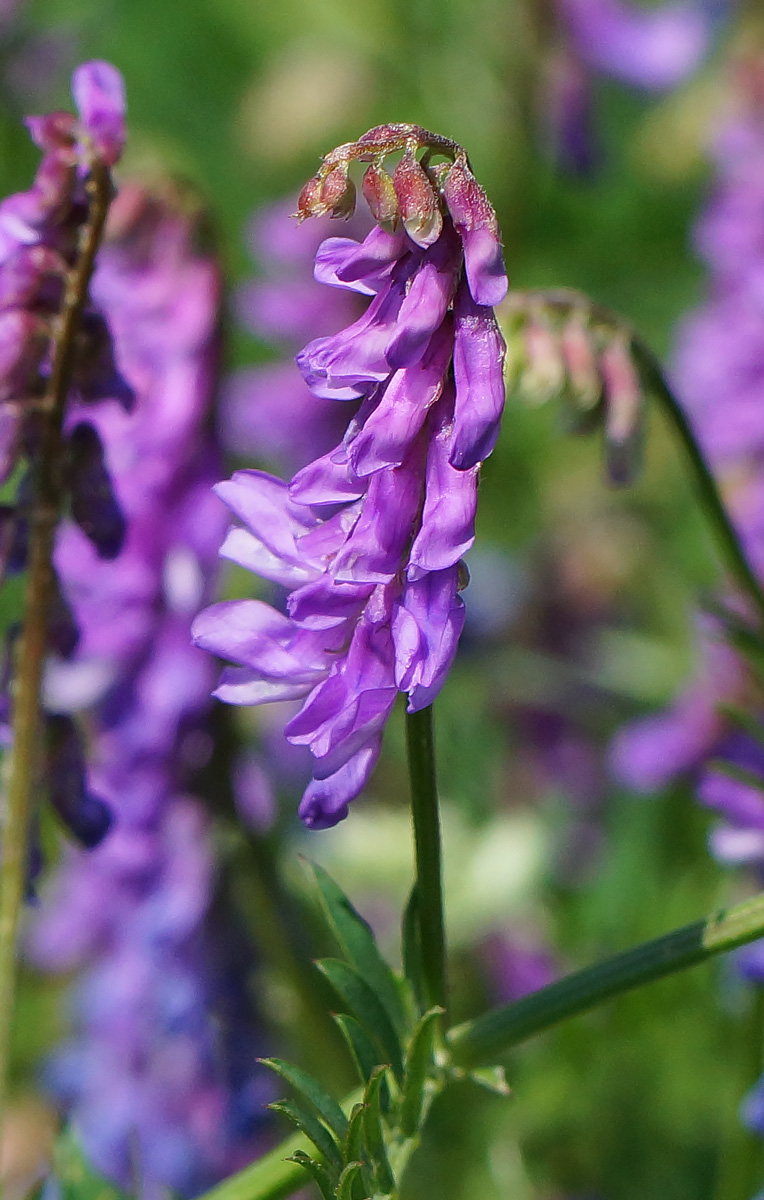 Изображение особи Vicia cracca.