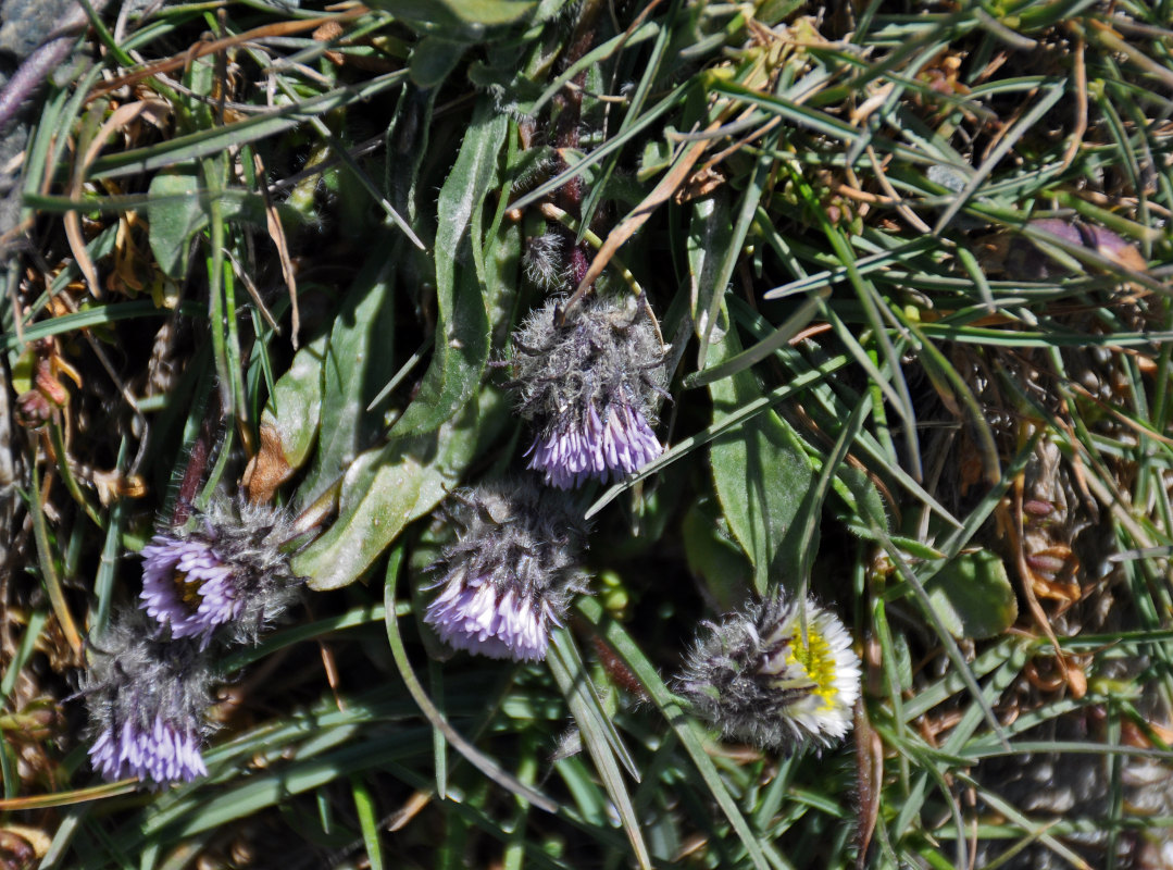 Image of Erigeron oreades specimen.