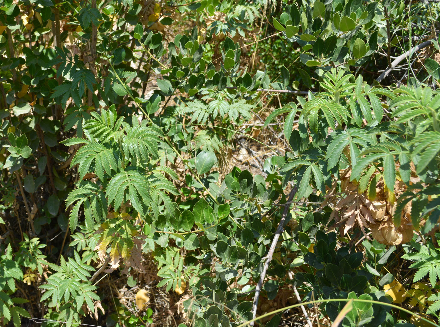 Изображение особи Melianthus comosus.