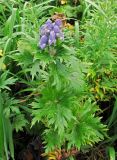 Aconitum maximum