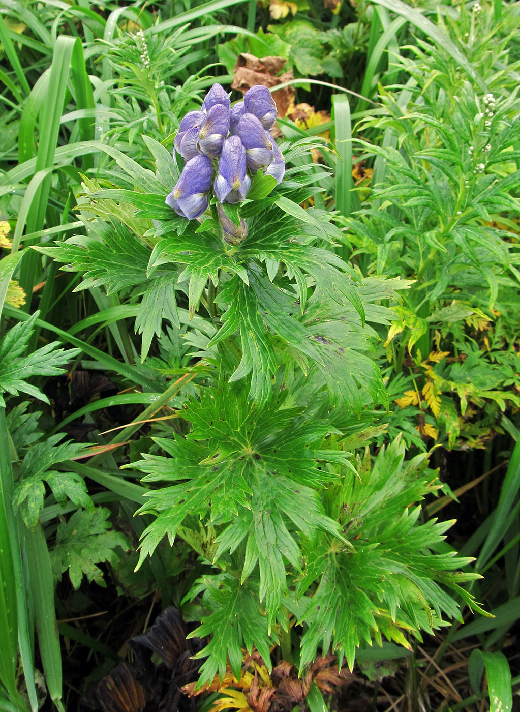 Image of Aconitum maximum specimen.