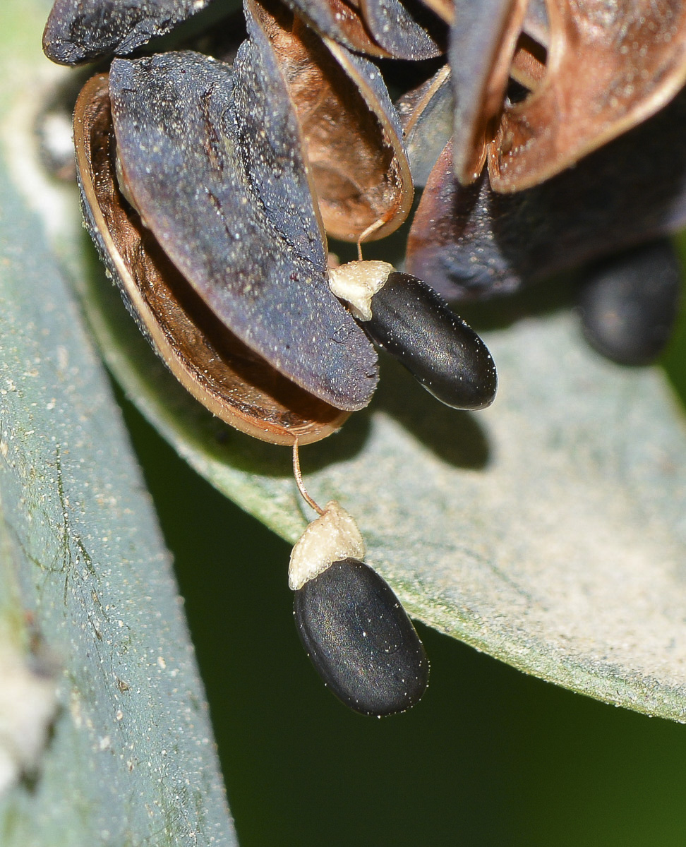 Изображение особи Acacia glaucoptera.