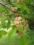 Ulmus minor. Ветвь с плодами. Крым, Севастополь, ур. Максимова дача. 10 мая 2010 г.